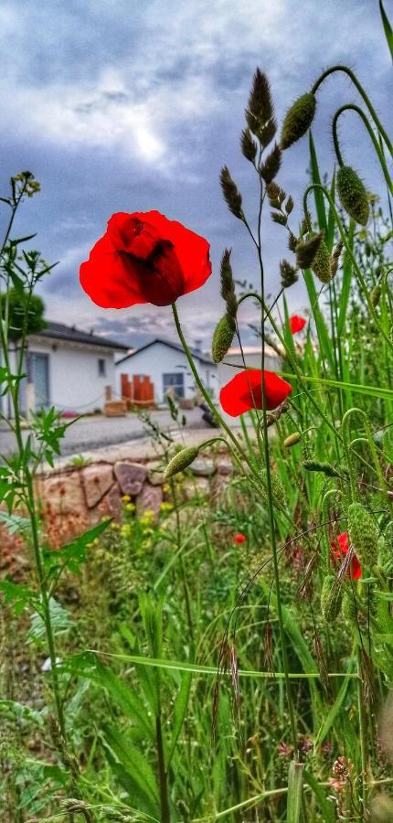 Ferienhaus Sonnenwind Am Hainer See Neukieritzsch المظهر الخارجي الصورة